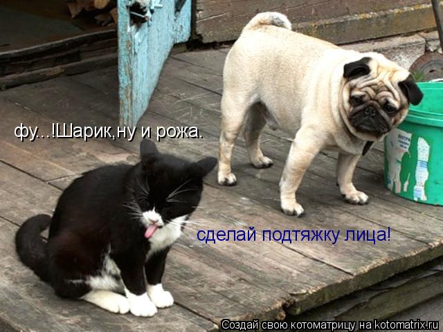 Котоматрица: фу...!Шарик,ну и рожа. сделай подтяжку лица!