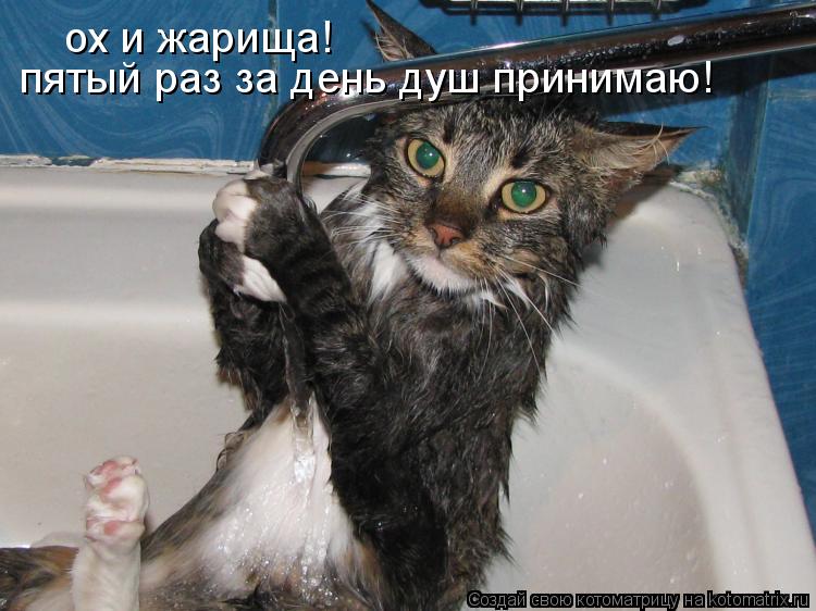 Котоматрица: ох и жарища! пятый раз за день душ принимаю!