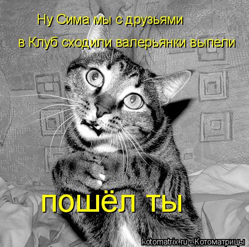 Котоматрица: Ну Сима мы с друзьями   в Клуб сходили валерьянки выпели пошёл ты