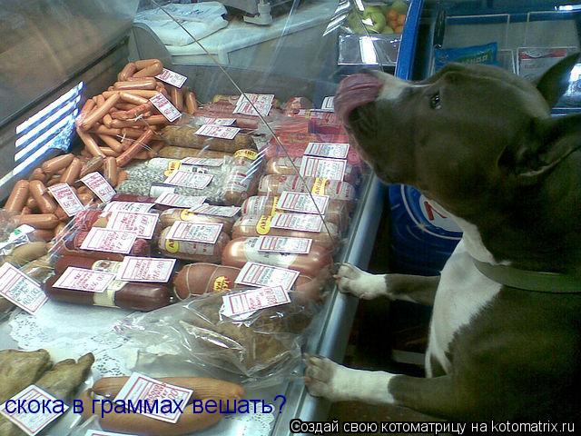 скока в граммах вешать?... Котоматрица: скока в граммах вешать?