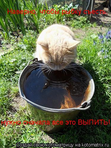 Наверно, чтобы рыбку съесть, нужно сначала все это ВЫПИТЬ!... Котоматрица: Наверно, чтобы рыбку съесть, нужно сначала все это ВЫПИТЬ!