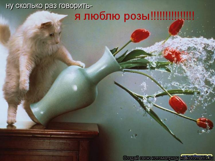 ну сколько раз говорить- я люблю розы!!!!!!!!!!!!!!!... Котоматрица: ну сколько раз говорить- я люблю розы!!!!!!!!!!!!!!!