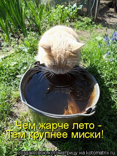 Чем жарче лето - Тем крупнее миски!... Котоматрица: Чем жарче лето - Тем крупнее миски!