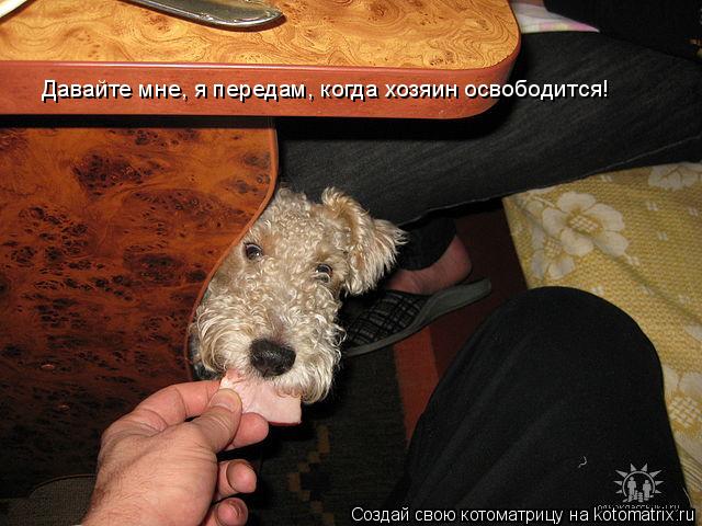 Давайте мне, я передам, когда хозяин освободится!... Котоматрица: Давайте мне, я передам, когда хозяин освободится!