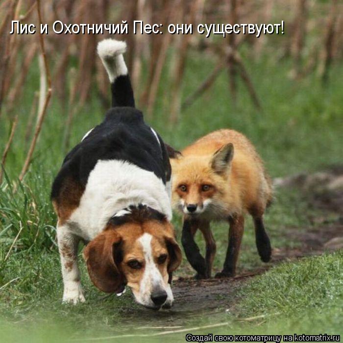 Лис и Охотничий Пес: они существуют!... Котоматрица: Лис и Охотничий Пес: они существуют!