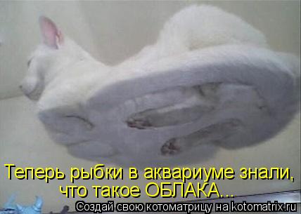 Теперь рыбки в аквариуме знали, что такое ОБЛАКА...... Котоматрица: Теперь рыбки в аквариуме знали, что такое ОБЛАКА...
