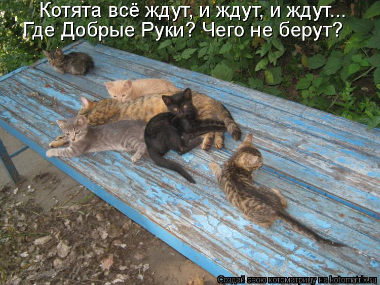 Котята всё ждут, и ждут, и ждут... Где Добрые Руки? Чего не берут?... Котоматрица: Котята всё ждут, и ждут, и ждут... Где Добрые Руки? Чего не берут?
