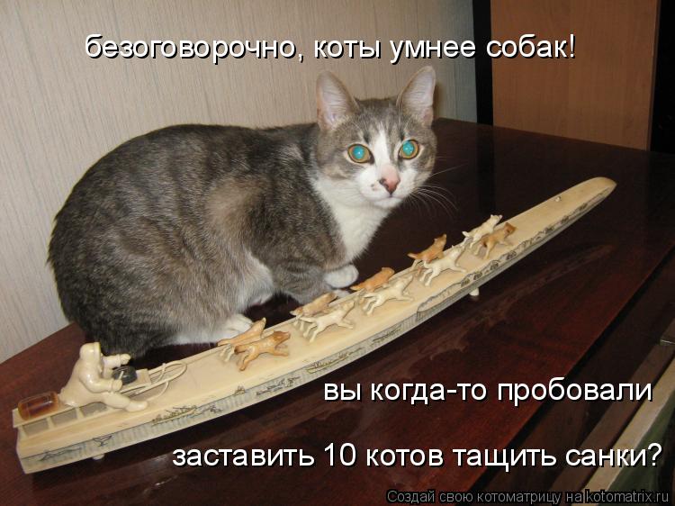 Котоматрица: безоговорочно, коты умнее собак! вы когда-то пробовали заставить 10 котов тащить санки?