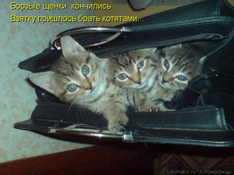 Котоматрица: БорзЫе щенки  кончились Взятку пришлось брать котятами...