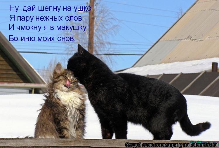 Котоматрица: Ну  дай шепну на ушко Я пару нежных слов.. Богиню моих снов... И чмокну я в макушку