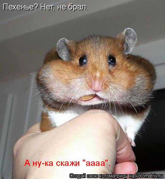 Котоматрица: Пехенье? Нет, не брал. А ну-ка скажи "аааа".