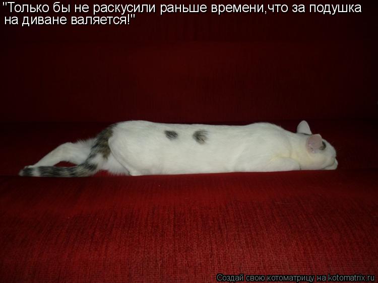 Котоматрица: "Только бы не раскусили раньше времени,что за подушка на диване валяется!"