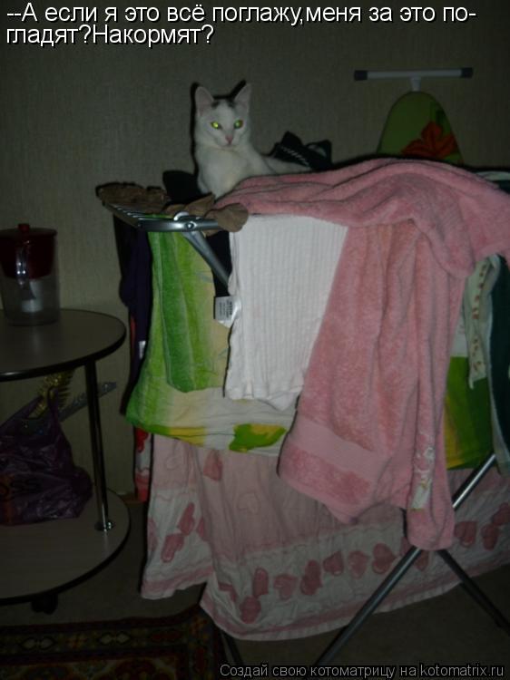 Котоматрица: --А если я это всё поглажу,меня за это по- гладят?Накормят?
