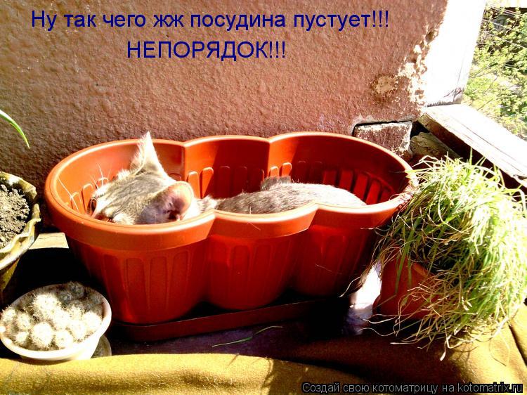 Котоматрица: Ну так чего жж посудина пустует!!! НЕПОРЯДОК!!!