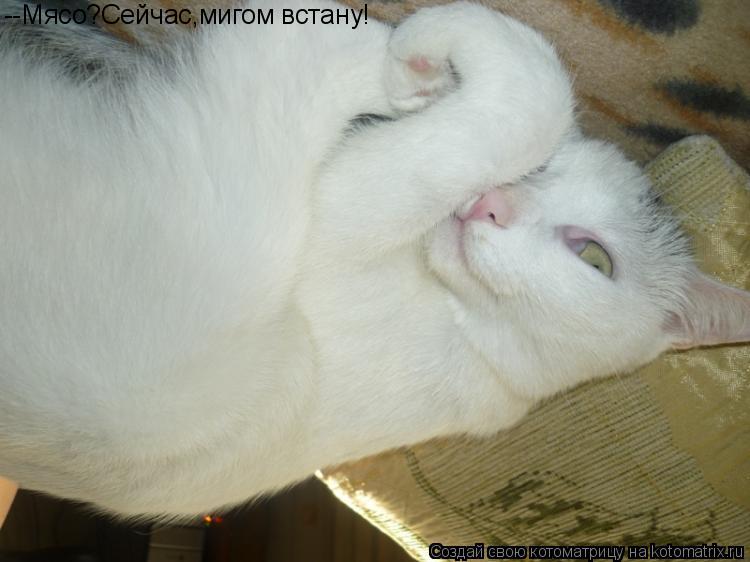 Котоматрица: --Мясо?Сейчас,мигом встану!