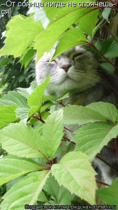 Котоматрица: --От солнца нигде не спрячешь- ся!
