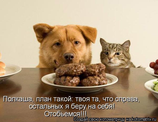 Полкаша, план такой: твоя та, что справа, остальных я беру на себя! Отобьемся!!!... Котоматрица: Полкаша, план такой: твоя та, что справа, остальных я беру на себя! Отобьемся!!!
