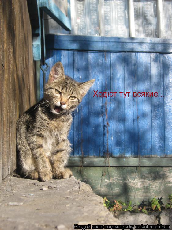 Ходют тут всякие...... Котоматрица: Ходют тут всякие...