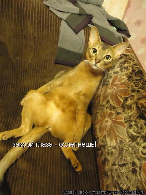 закрой глаза - ослепнешь!... Котоматрица: закрой глаза - ослепнешь!