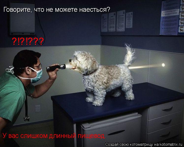 Говорите, что не можете наесться? У вас слишком длинный пищевод. ?!?!???... Котоматрица: Говорите, что не можете наесться? У вас слишком длинный пищевод. ?!?!???