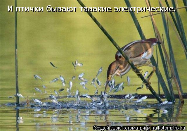 И птички бывают тааакие электрические.... Котоматрица: И птички бывают тааакие электрические.