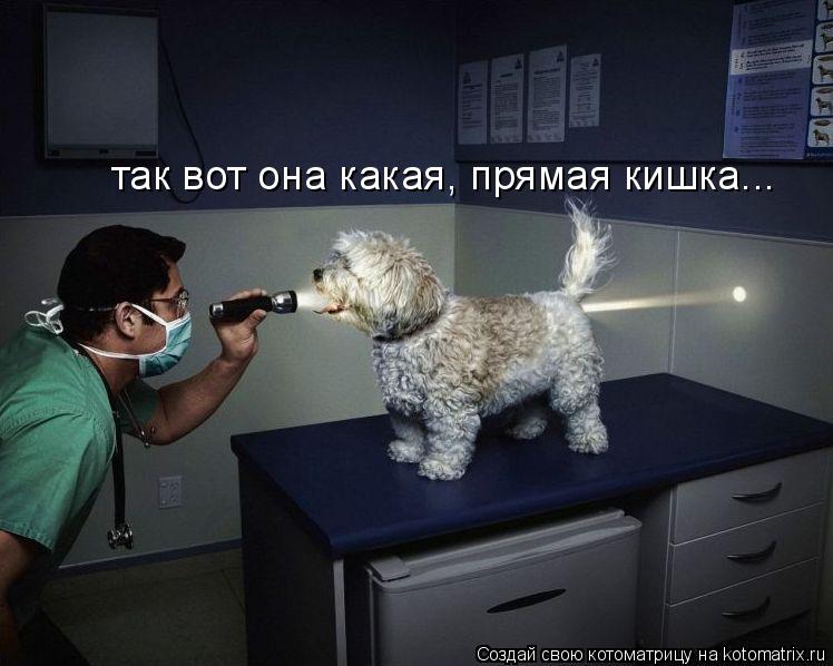 так вот она какая, прямая кишка...... Котоматрица: так вот она какая, прямая кишка...