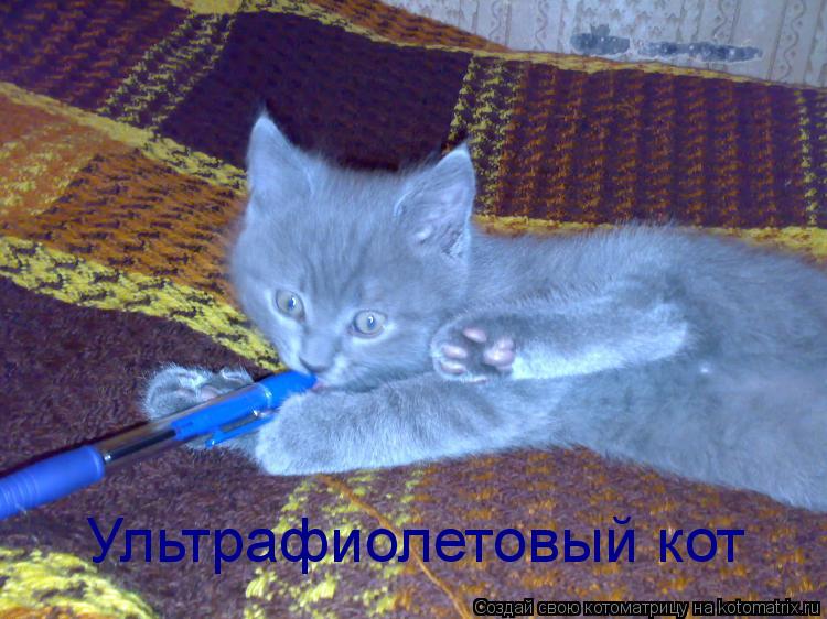 Ультрафиолетовый кот... Котоматрица: Ультрафиолетовый кот
