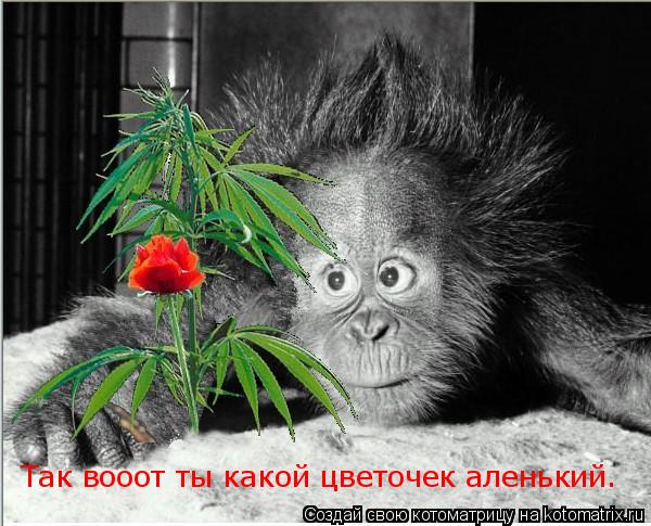 Так вооот ты какой цветочек аленький.... Котоматрица: Так вооот ты какой цветочек аленький.