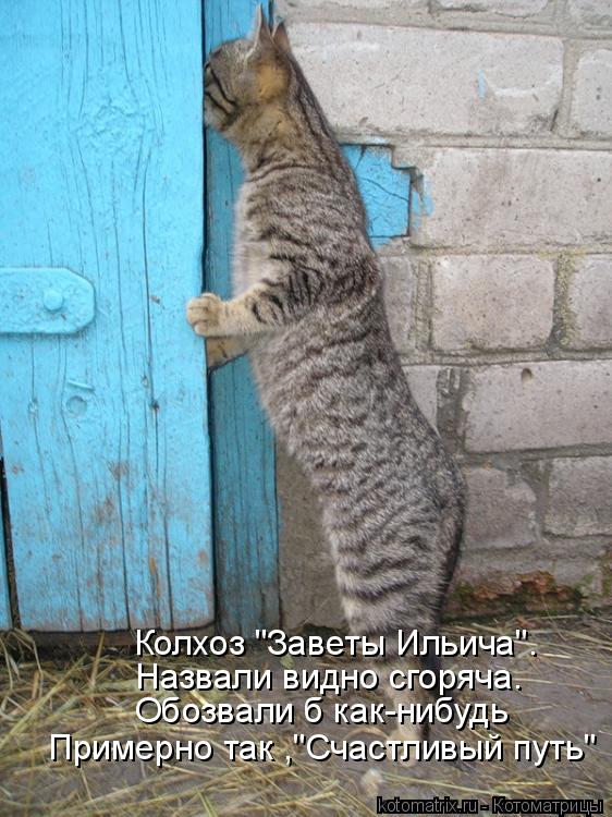 Котоматрица: Колхоз "Заветы Ильича". Назвали видно сгоряча. Обозвали б как-нибудь Примерно так ,"Счастливый путь"