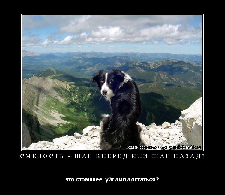 Котоматрица: смелость - шаг вперед или шаг назад? что страшнее: уйти или остаться?