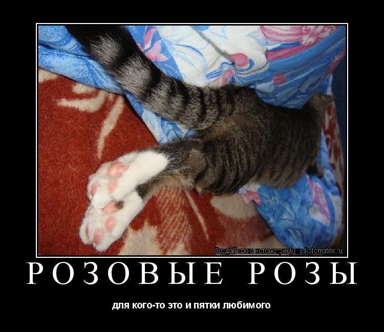 Котоматрица: РОЗОВЫЕ РОЗЫ для кого-то это и пятки любимого
