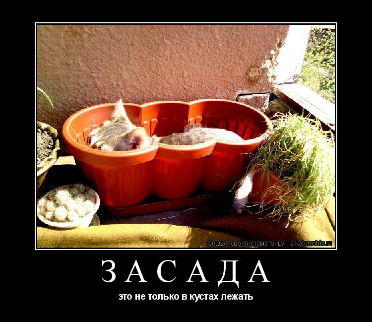 Котоматрица: засада это не только в кустах лежать