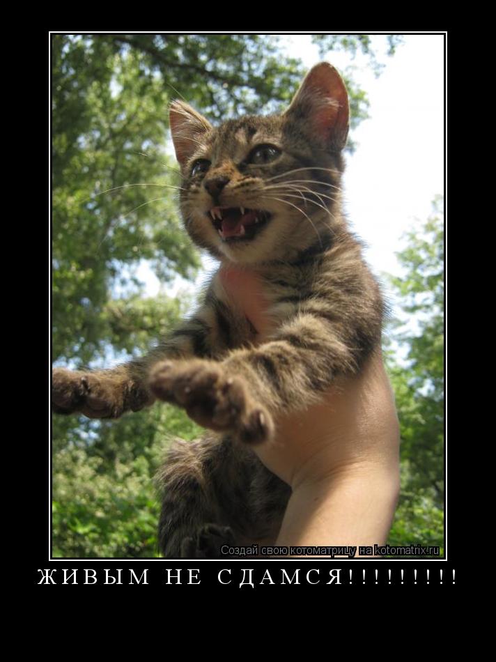 Котоматрица: Живым не СДАМСЯ!!!!!!!!! 