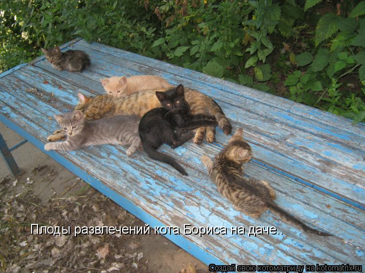 Плоды развлечений кота Бориса на даче..... Котоматрица: Плоды развлечений кота Бориса на даче..