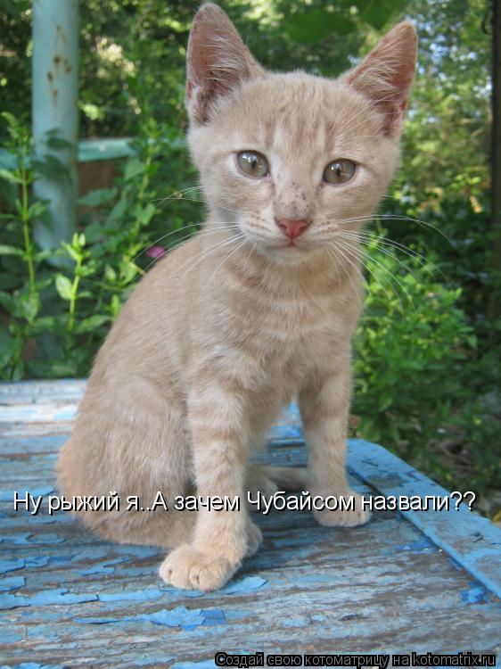 Ну рыжий я..А зачем Чубайсом назвали??... Котоматрица: Ну рыжий я..А зачем Чубайсом назвали??