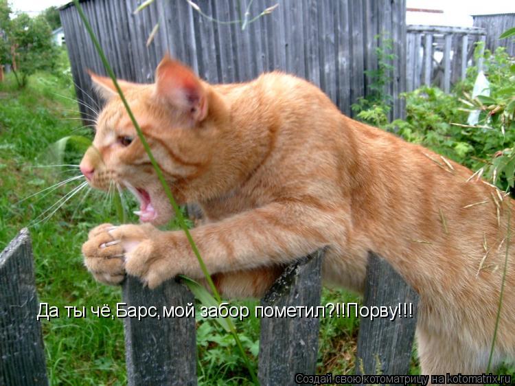 Котоматрица: Да ты чё,Барс,мой забор пометил?!!Порву!!!