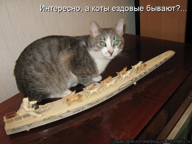 Котоматрица: Интересно, а коты ездовые бывают?...