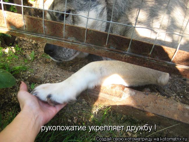 Котоматрица: рукопожатие укрепляет дружбу !