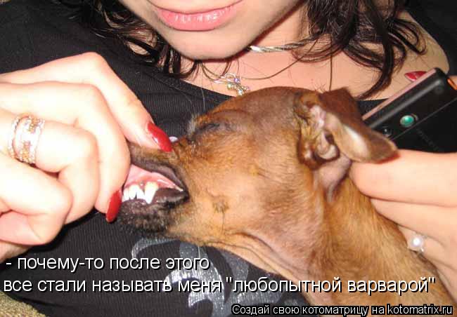 Котоматрица: - почему-то после этого все стали называть меня "любопытной варварой"