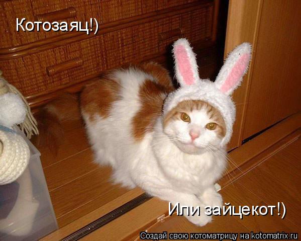Котоматрица: Котозаяц!) Или зайцекот!)