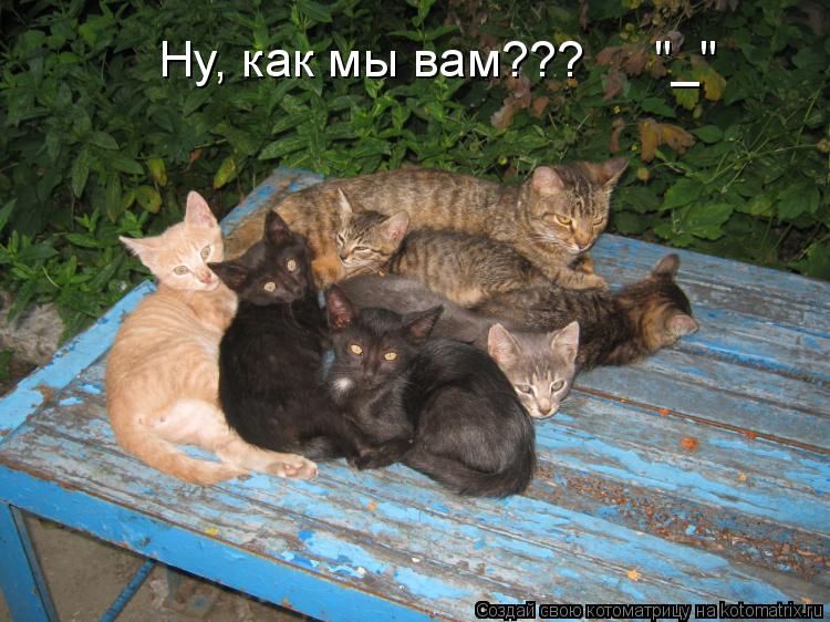 Котоматрица: Ну, как мы вам???     "_"