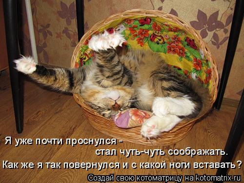 Котоматрица: Я уже почти проснулся -  стал чуть-чуть соображать.  Как же я так повернулся и с какой ноги вставать?