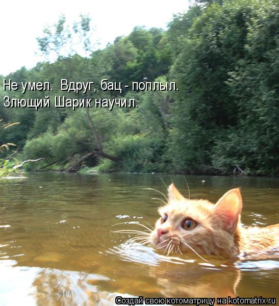 Не умел. Вдруг, бац - поплыл. Злющий Шарик научил.... Котоматрица: Не умел. Вдруг, бац - поплыл. Злющий Шарик научил.