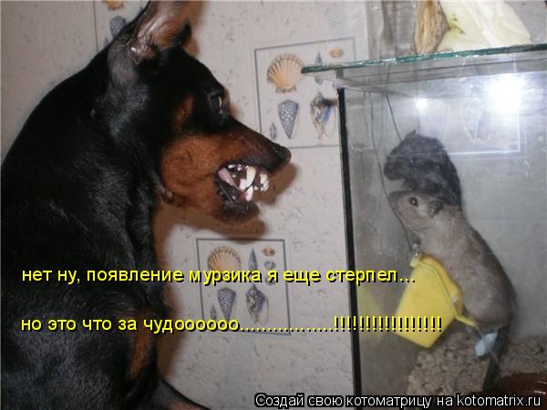 Котоматрица: нет ну, появление мурзика я еще стерпел... но это что за чудоооооо.................!!!!!!!!!!!!!!!!!