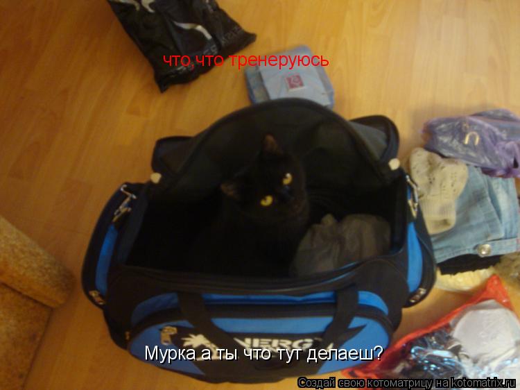 Котоматрица: Мурка а ты что тут делаеш? Мурка а ты что тут делаеш? что,что тренеруюсь что,что тренеруюсь