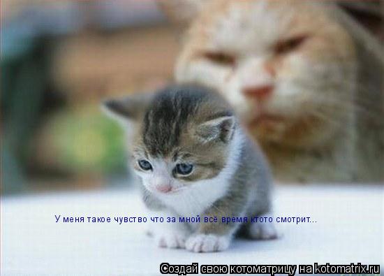 Котоматрица: У меня такое чувство что за мной всё время ктото смотрит...
