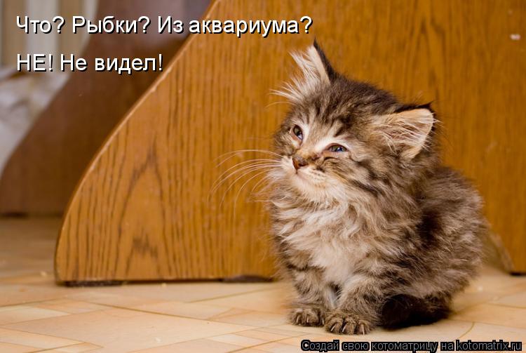 Котоматрица: Что? Рыбки? Из аквариума? НЕ! Не видел!