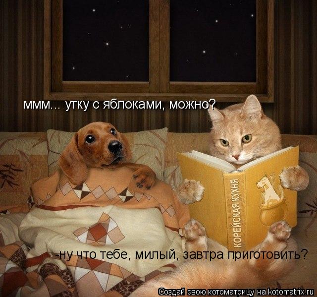 -ну что тебе, милый, завтра приготовить? ммм... утку с яблоками, можно?... Котоматрица: -ну что тебе, милый, завтра приготовить? ммм... утку с яблоками, можно?