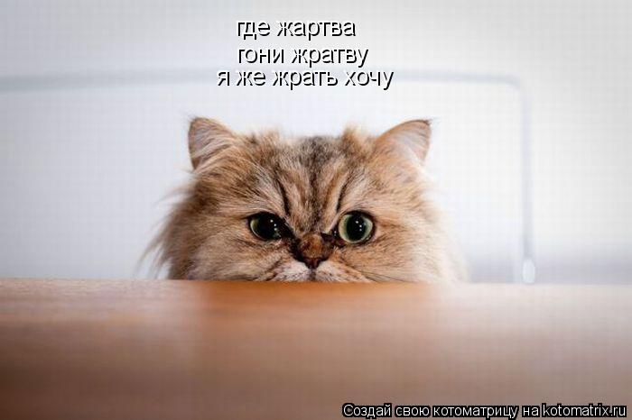 где жартва гони жратву я же жрать хочу... Котоматрица: где жартва гони жратву я же жрать хочу