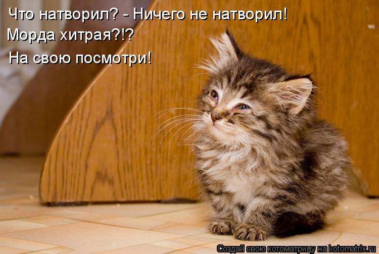 Что натворил? - Ничего не натворил! Морда хитрая?!? На свою посмотри!... Котоматрица: Что натворил? - Ничего не натворил! Морда хитрая?!? На свою посмотри!